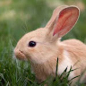 Meet your Posher, Amelie